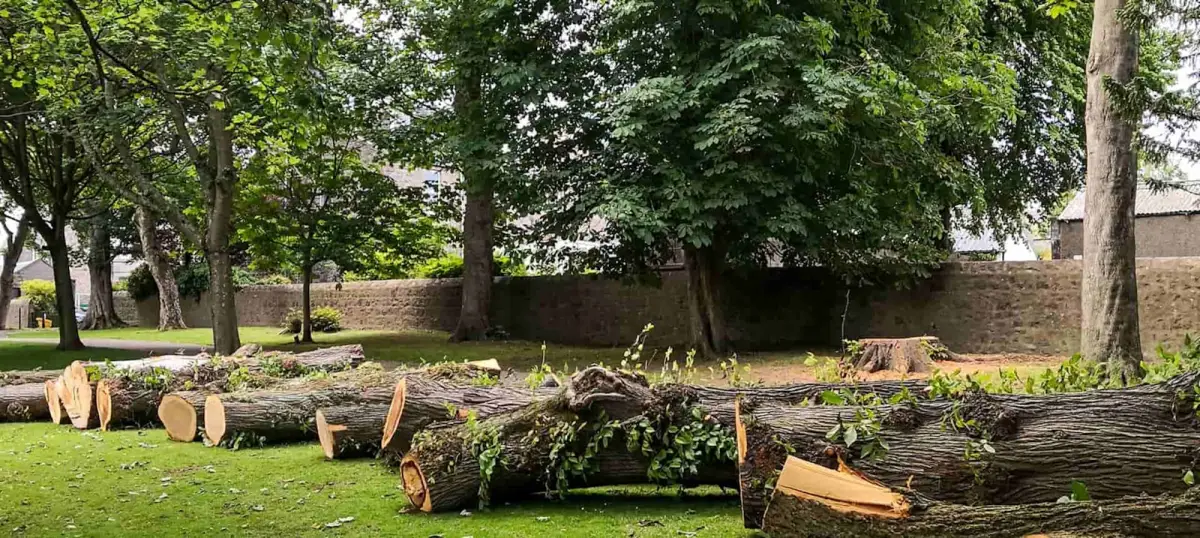 Cut logs on grass after tree work