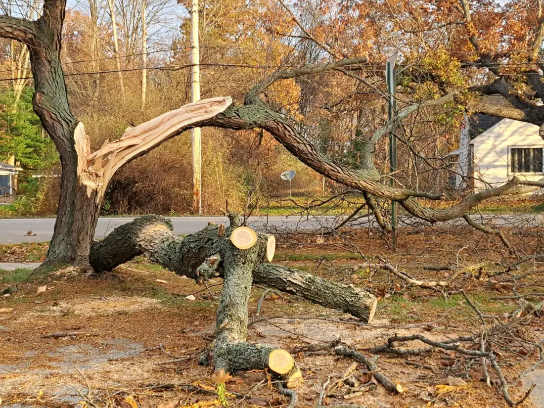 Storm-damaged tree in a yard