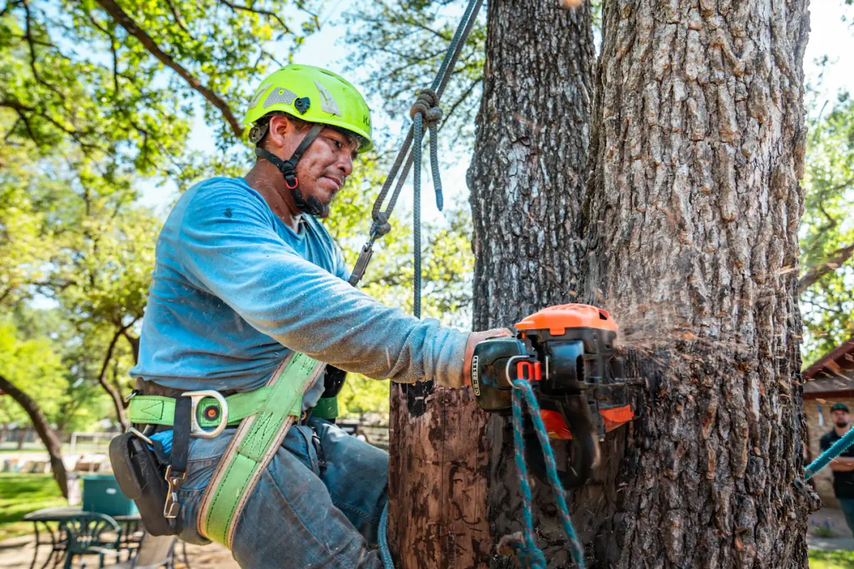 Arborist working aloft used as contextual tree-removal imagery
