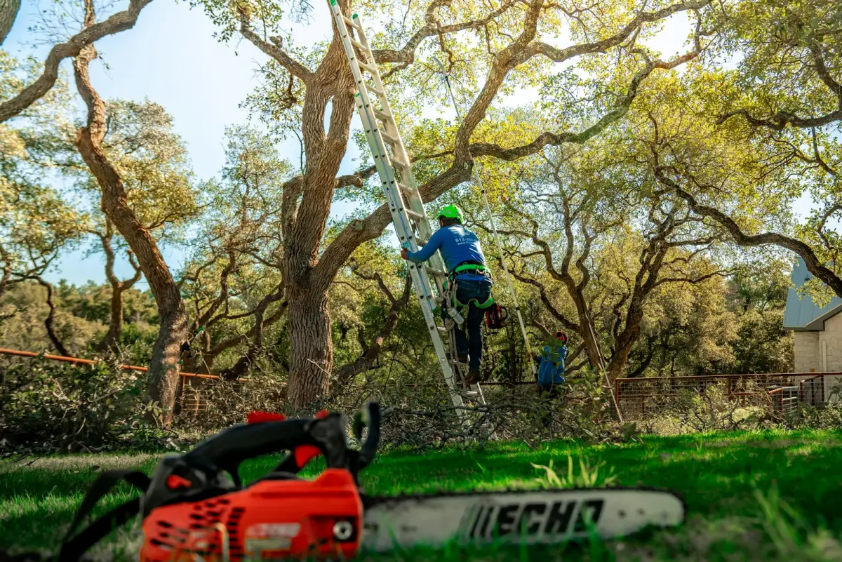 Tree workers climbing to trim branches used as contextual pruning imagery